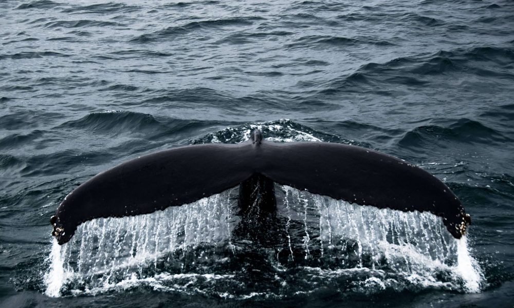 vecteezy_giant-whale-tail-in-the-ocean-in-iceland_2177727(1)